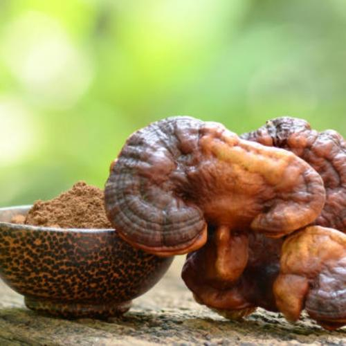 Một Số Lưu Ý Khi Sử Dụng Nấm Linh Chi